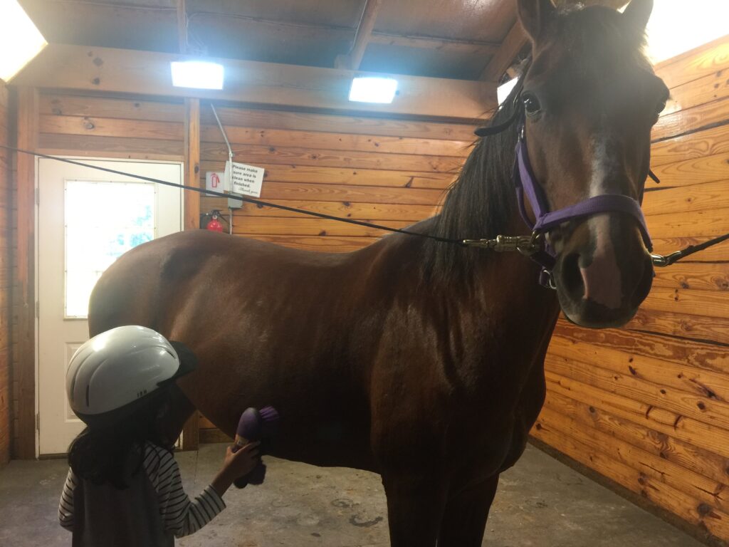 A child brushing a bay colored horse.