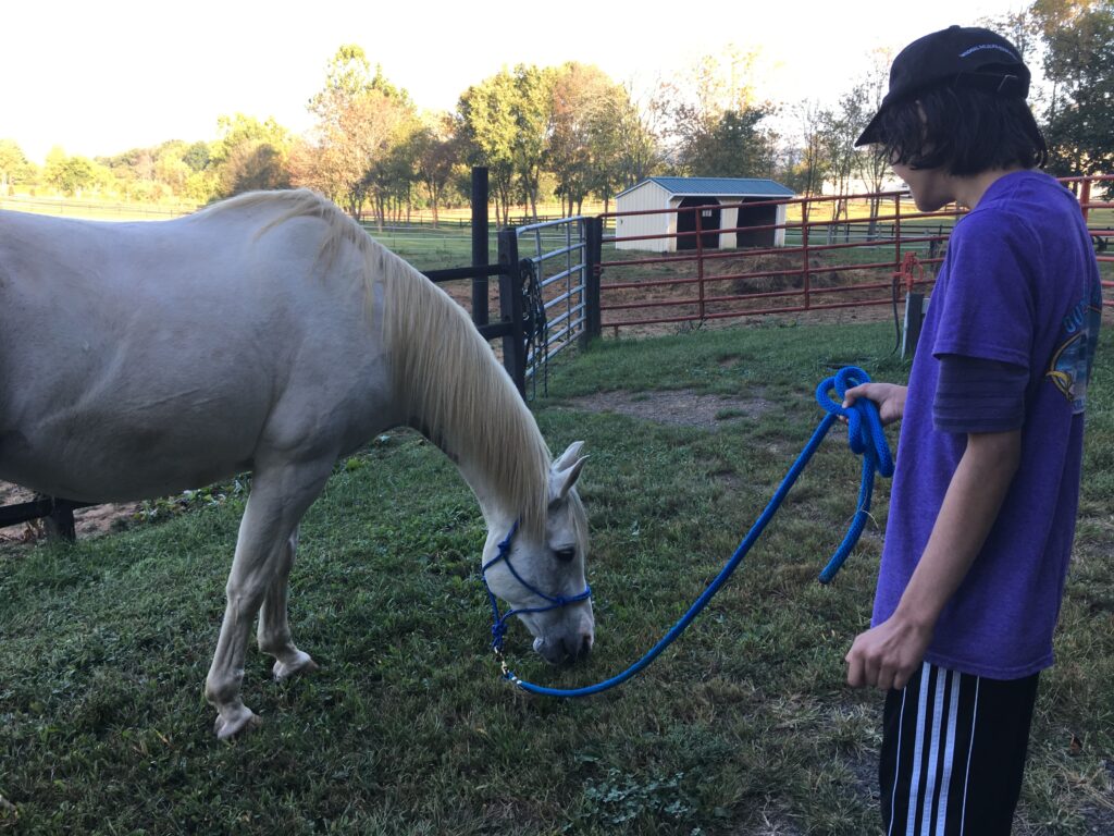 A child hand grazing a white horse