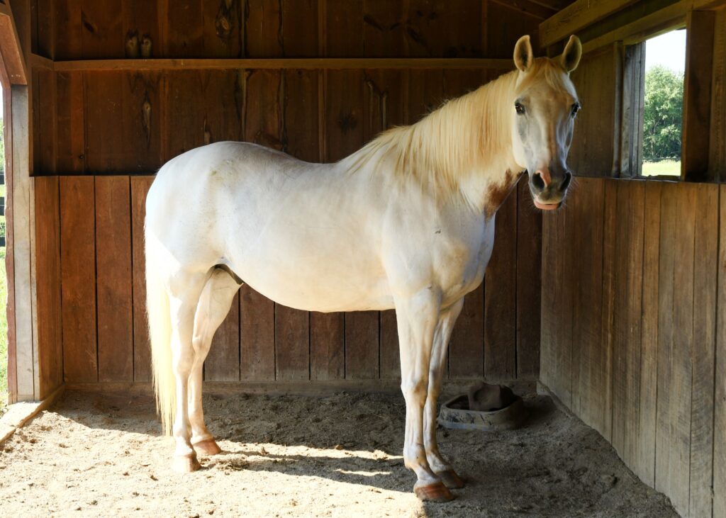 Our horse Ty, a white gelding.